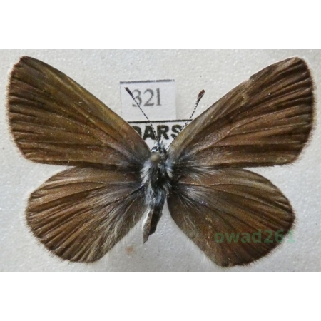 Glaucopsyche alexis (Poda, 1761) female Modraszek aleksis Hungaria32l